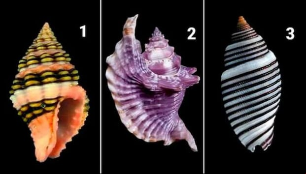 TEST VISUAL | Esta imagen te muestra tres conchas marinas. Elige una. (Foto: namastest.net)