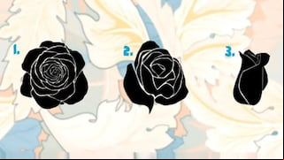 Conoce si estás preparado para iniciar una relación sentimental con solo escoger una rosa negra