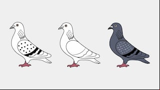 Escoge una de las palomas en esta imagen para descubrir si eres alguien alegre