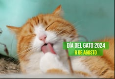50 frases para celebrar el Día Internacional del Gato: este 8 de agosto rinde homenaje a tu felino