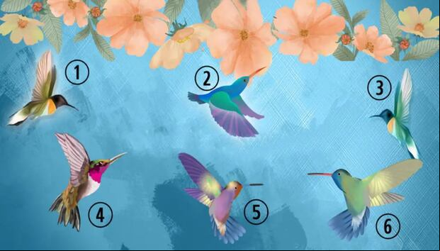 TEST VISUAL | Esta imagen te muestra seis colibríes. Tienes que seleccionar uno. (Foto: namastest.net)
