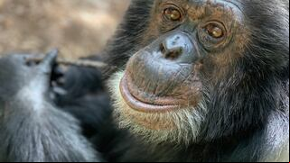 Michael Jackson: lo que sucedió con Bubbles, el chimpancé del cantante